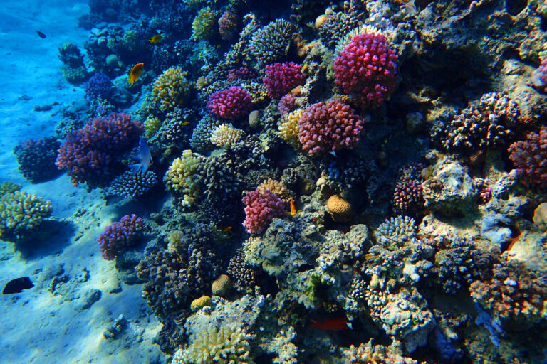 Biodiversité marine​